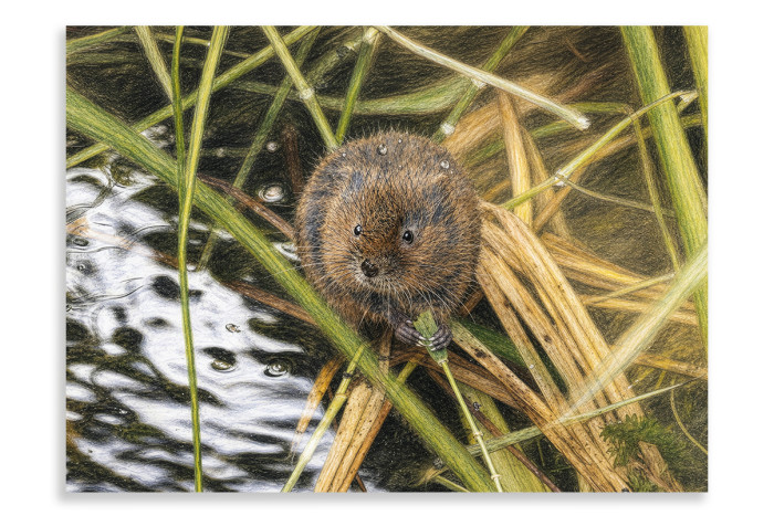 The Water Vole - Artistic